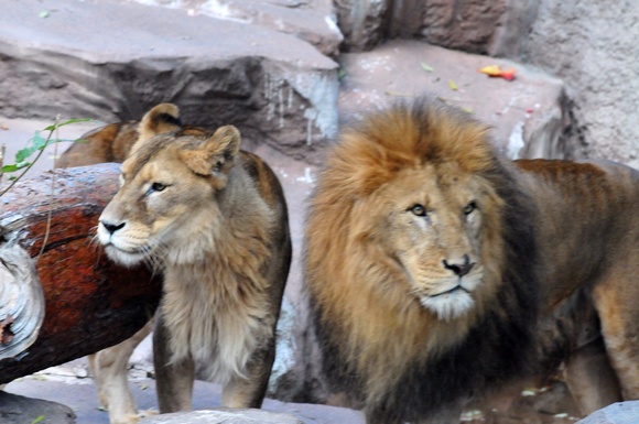 秋の熱帯動物館 円山動物園 11月1日 Paradizoo 動物園って 楽しいね