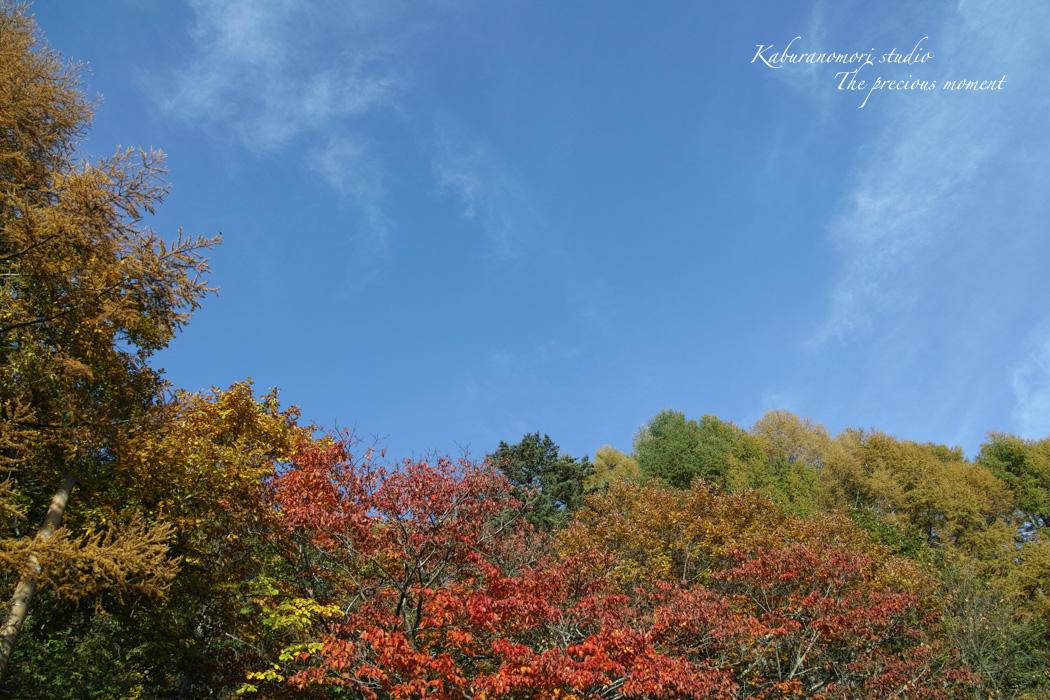 １０月下旬の富士見平_c0137403_16535336.jpg