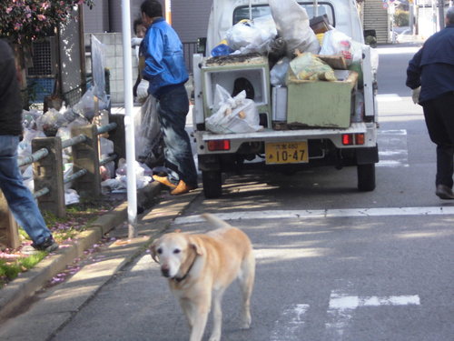 川口市一斉クリンタウン作戦_e0149405_164082.jpg