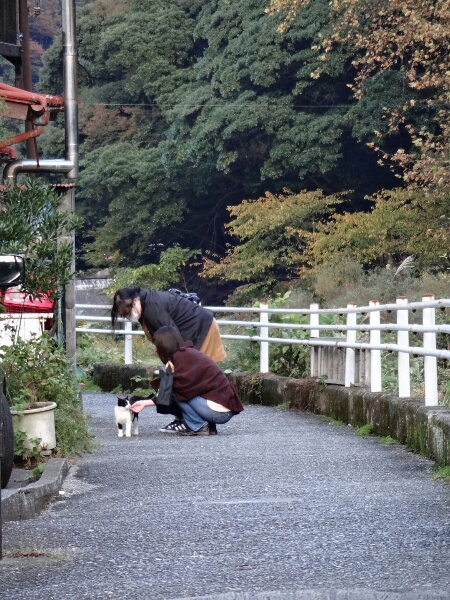 ＨＡＫＯＮＥＫＯ？(A Cat in Hakone)_b0134907_15175880.jpg