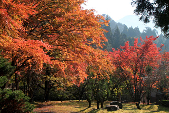 阿弥陀寺 13紅葉だより14_e0048413_20361782.jpg