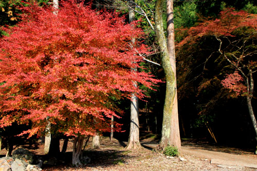阿弥陀寺 13紅葉だより14_e0048413_20362814.jpg