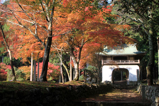阿弥陀寺 13紅葉だより14_e0048413_2036415.jpg