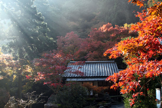 阿弥陀寺 13紅葉だより14_e0048413_20372944.jpg