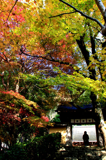 寂光院　13紅葉だより15_e0048413_21424390.jpg