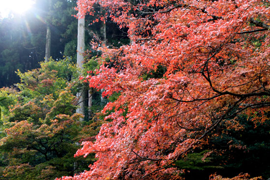 寂光院 13紅葉だより15_e0048413_21434440.jpg