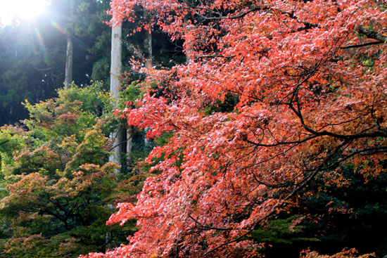 寂光院　13紅葉だより15_e0048413_21434440.jpg