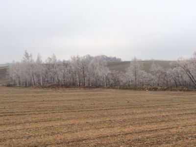 f0096216_1531110.jpg