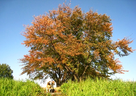 c0084117_2005773.jpg