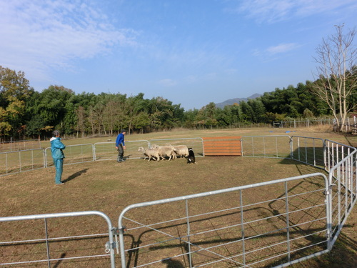 Sheep dogへの道～第３章～_e0179321_22341748.jpg