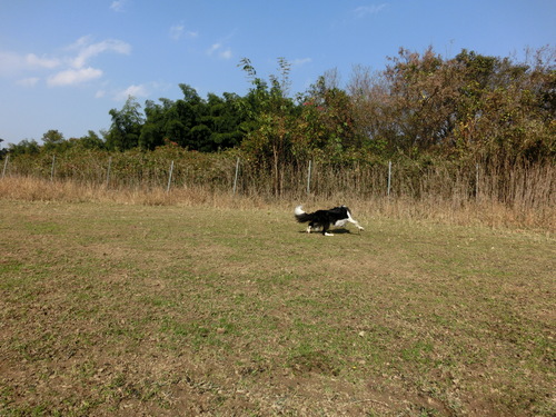 Sheep dogへの道～第３章～_e0179321_22382095.jpg