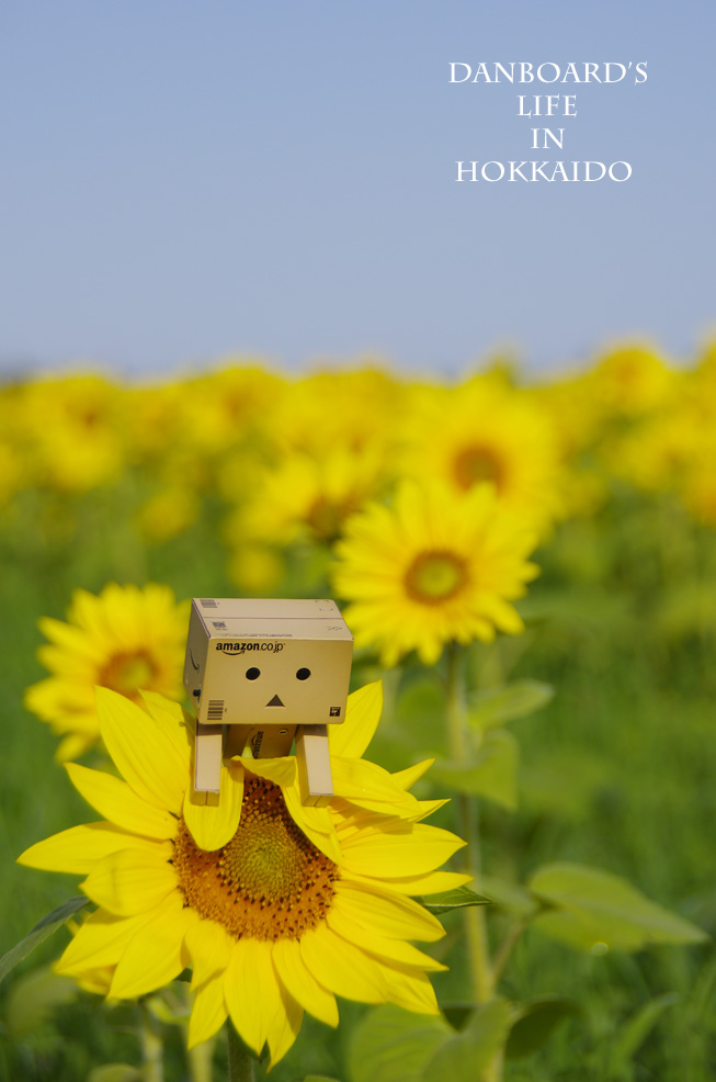 だいすき ひまわり畑 北国のダンボー生活