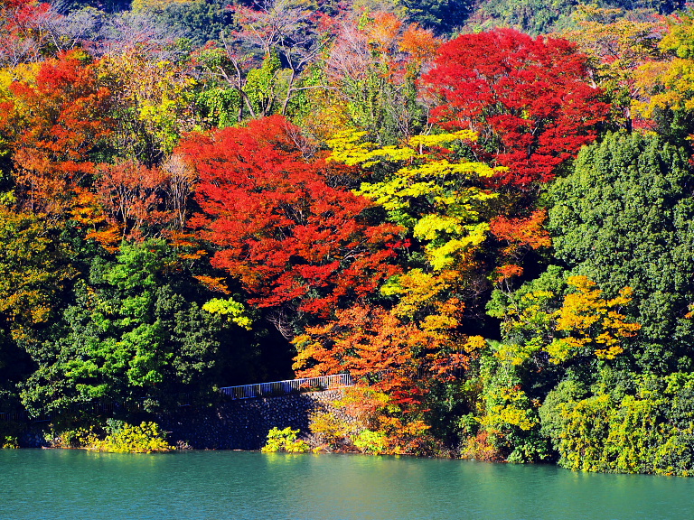 津久井湖の紅葉 花の苑地編 VOL-2 : jamboのPEN＆EOSで撮影日記