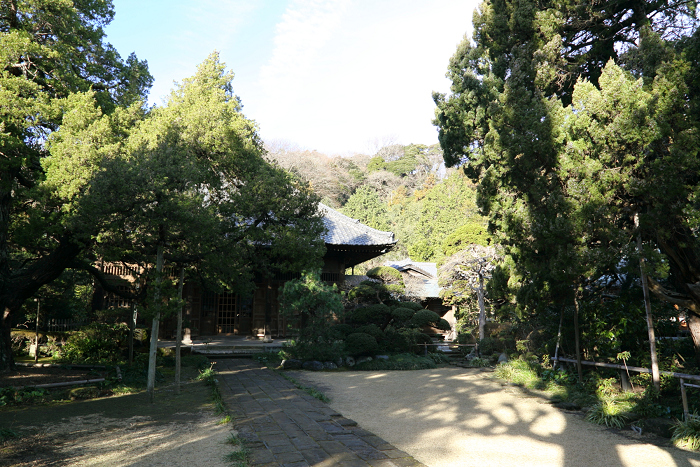 鎌倉散歩　#40 －迎春の寿福寺－_b0169330_21551194.jpg