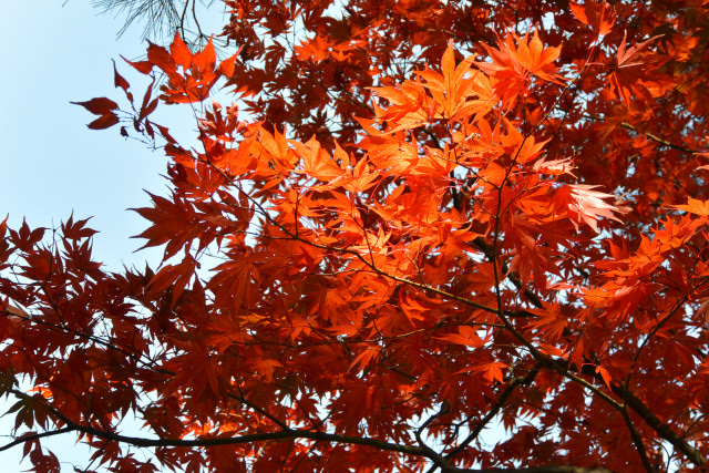 いつもの公園の紅葉_c0165640_19385619.jpg