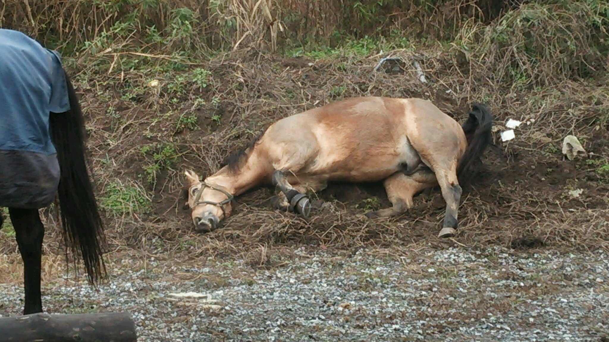 オマエハナンダ?_e0145441_5594823.jpg
