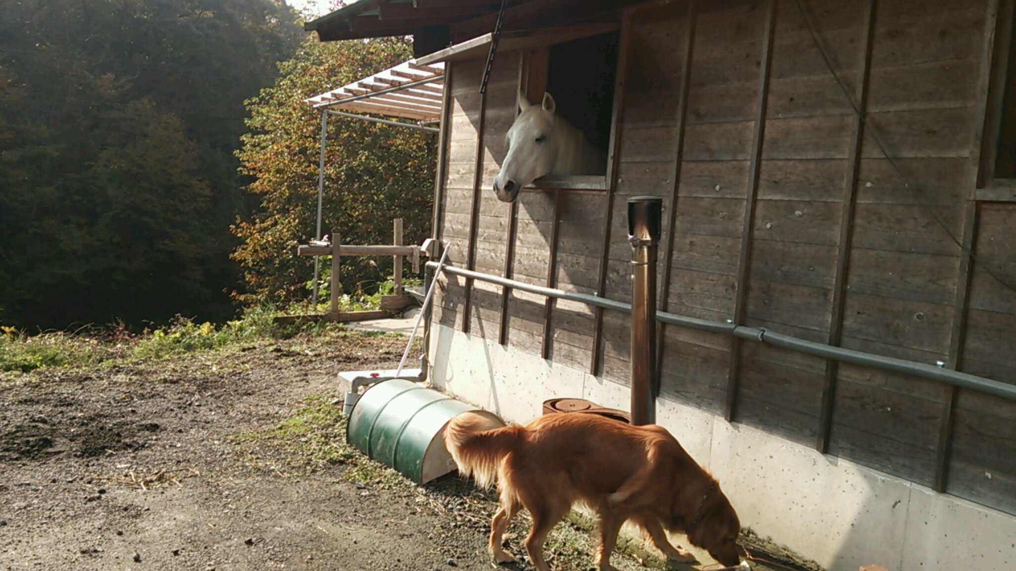 オマエハナンダ?_e0145441_611927.jpg
