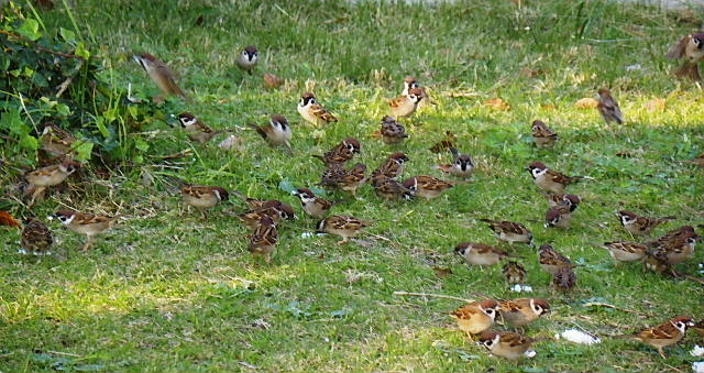 六アイ・野鳥公園・整備進む、カルガモ、アオサギ、セキレイ_c0051143_0261347.jpg