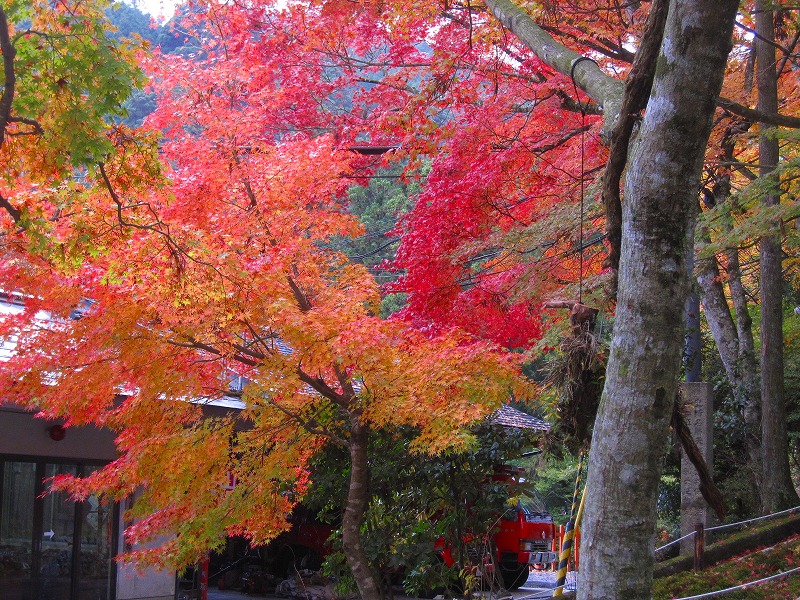 比叡山『延暦寺の紅葉』2013_e0237645_2036178.jpg