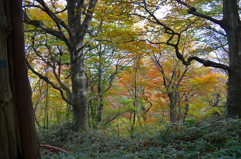 役行者（えんのぎょうじゃ）『小角（おづね）』が闊歩した【葛城山】_e0237645_21272844.jpg