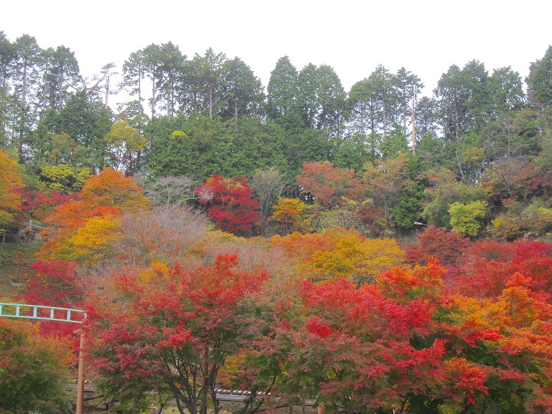 紅葉の『比叡山ドライブウェイ』2013_e0237645_21332292.jpg