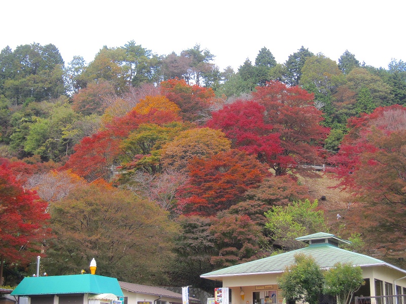 紅葉の『比叡山ドライブウェイ』2013_e0237645_21342961.jpg