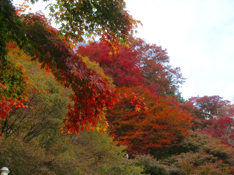 紅葉の『比叡山ドライブウェイ』2013_e0237645_21352395.jpg