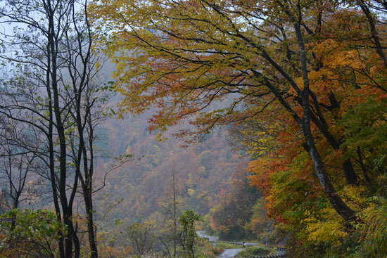 紅葉(Ⅶ)_c0093046_840236.jpg