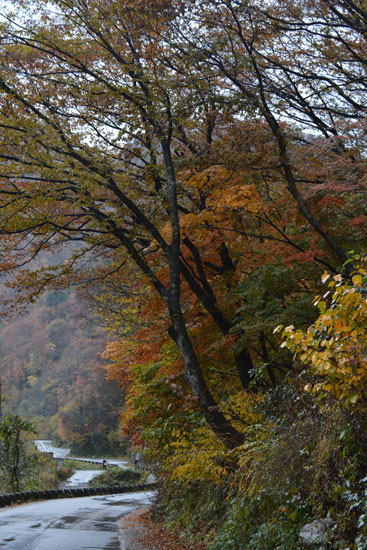 紅葉(Ⅶ)_c0093046_8403956.jpg