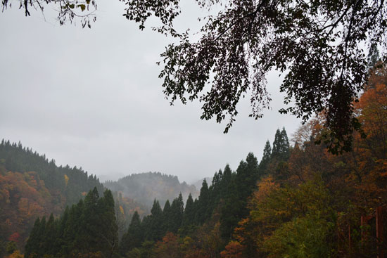 紅葉(Ⅶ)_c0093046_840413.jpg