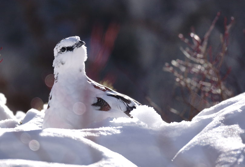 《速報》　鳳凰山撮影会_f0016656_23151687.jpg