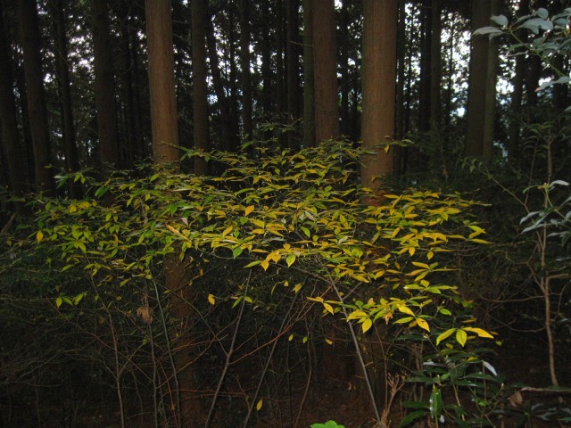 2013.11.17　中津峰山_c0219866_18235755.jpg