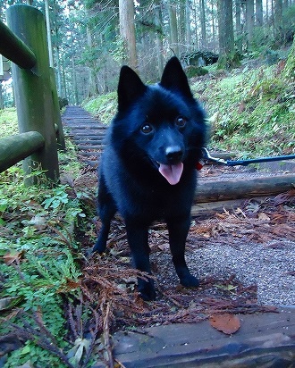 犬か狸か熊の子か？_e0002466_10462753.jpg