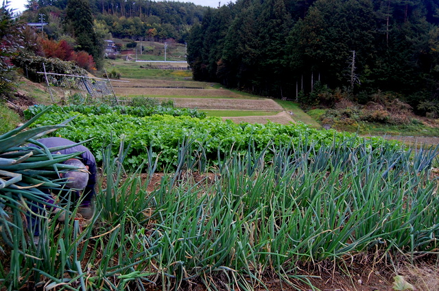 収穫祭♪2013_d0172270_0382770.jpg