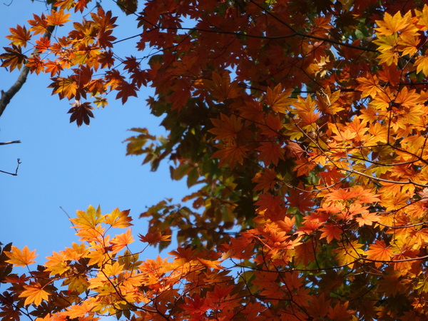 青根ヶ峰：吉野の奥千本最奥の地～真紅に燃える紅葉の葉_c0066176_10131057.jpg