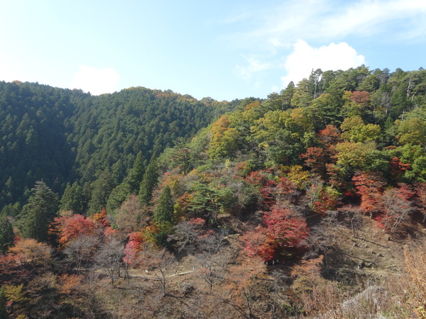 青根ヶ峰：吉野の奥千本最奥の地～真紅に燃える紅葉の葉_c0066176_1053014.jpg