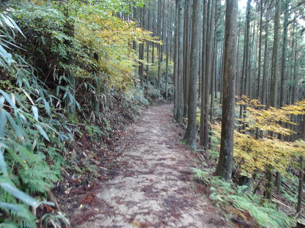 青根ヶ峰：吉野の奥千本最奥の地～真紅に燃える紅葉の葉_c0066176_953038.jpg