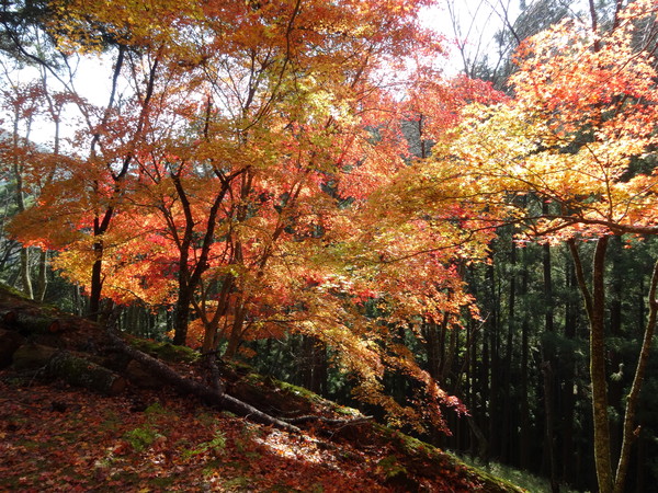 青根ヶ峰：吉野の奥千本最奥の地～真紅に燃える紅葉の葉_c0066176_9582931.jpg