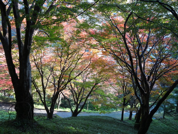 青根ヶ峰：吉野の奥千本最奥の地～真紅に燃える紅葉の葉_c0066176_96314.jpg