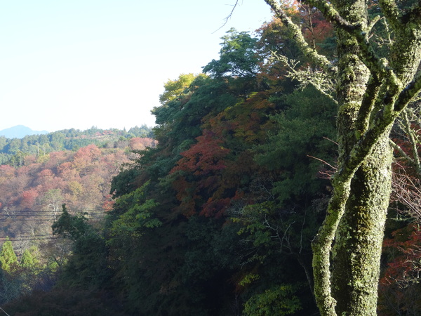 青根ヶ峰：吉野の奥千本最奥の地～真紅に燃える紅葉の葉_c0066176_983822.jpg