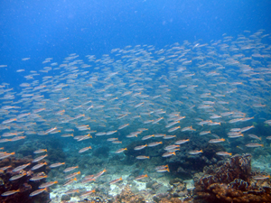 ラチャヤイ島ファンダイビング!!_f0144385_18401663.jpg