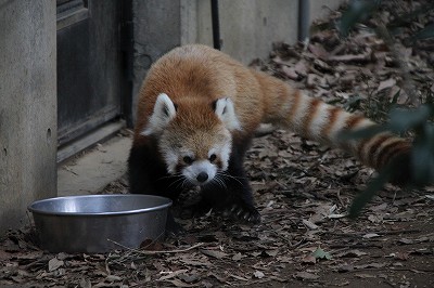 レッサーパンダ　ミンミン　2013.11.9_e0229690_15501033.jpg