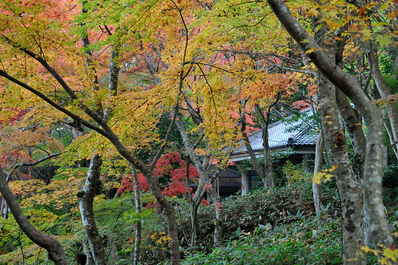 2013 11 16　同じとこ撮っても全然ちゃうわぁ・・・　その１_a0143491_210615.jpg