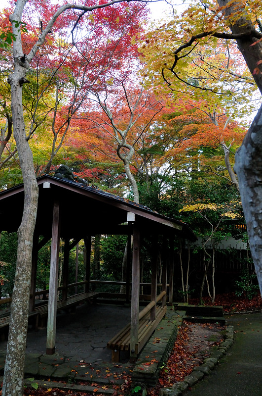 2013 11 16　同じとこ撮っても全然ちゃうわぁ・・・　その１_a0143491_2125578.jpg