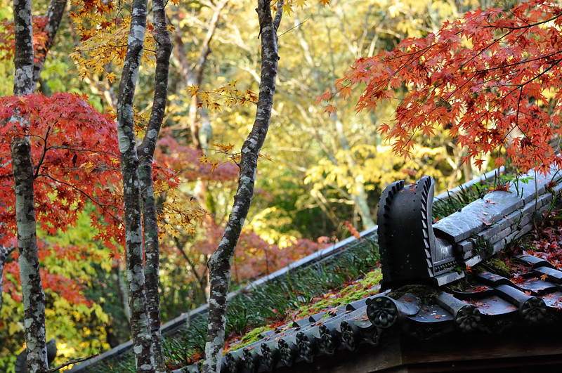 2013 11 16　同じとこ撮っても全然ちゃうわぁ・・・　その１_a0143491_2184146.jpg