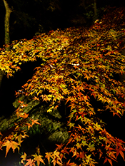 a0118993_21233991.jpg