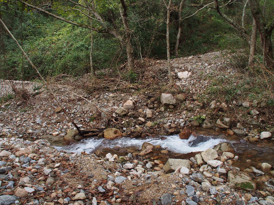 五助山は登山口手前で徒渉不可、西おたふく→六甲縦走路→紅葉谷→有馬温泉へ　2013/11/16（土）曇たまに日射し　単独_c0134193_16364216.jpg