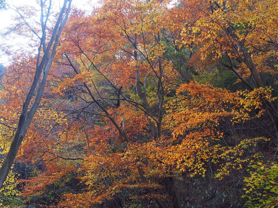 五助山は登山口手前で徒渉不可、西おたふく→六甲縦走路→紅葉谷→有馬温泉へ　2013/11/16（土）曇たまに日射し　単独_c0134193_17274233.jpg