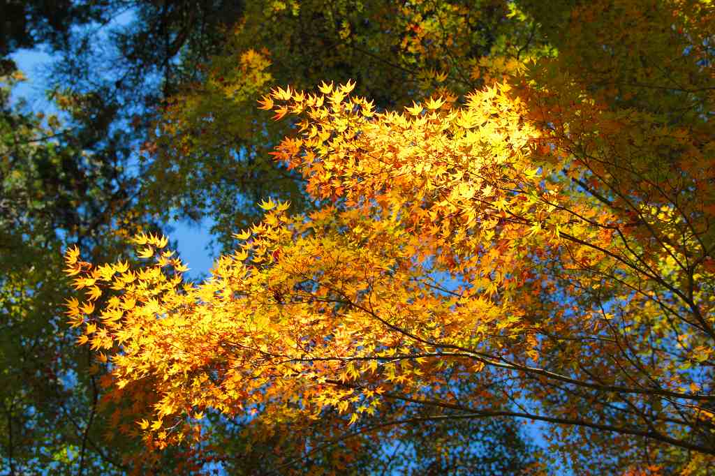 雲興寺の紅葉_c0265095_21353574.jpg