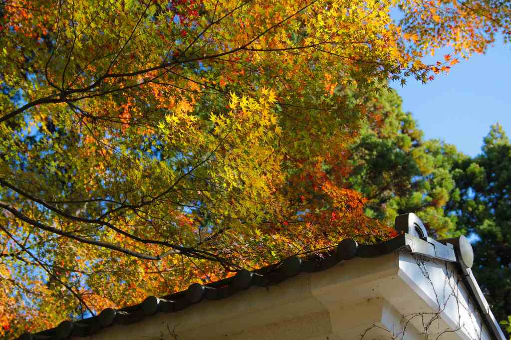 雲興寺の紅葉_c0265095_21363631.jpg